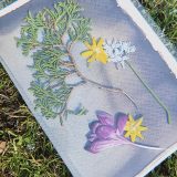 No eko printinga līdz cianotipijai: pedagogi apgūst augu tehnikas