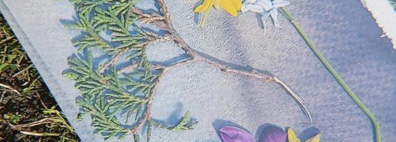 No eko printinga līdz cianotipijai: pedagogi apgūst augu tehnikas